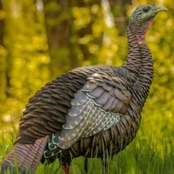 Avian-X Turkey Decoy HDR Hen Breeder, Lookout AVX8106 -Hunting Supply Store AvianX 01696 Avian X HDR Hen Decoy Lookout AVX8106 Pic