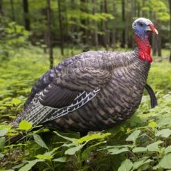 Avian-X Turkey Decoy LCD Jake Quarter Strut AVX8003 -Hunting Supply Store AvianX 08003 Avian X Turkey Decoy LCD Jake Quarter Strut AVX8003 Pic