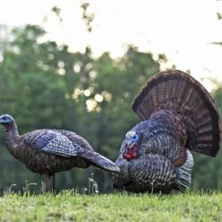 Avian-X Turkey Decoy LCD Strutter Tom AVX8004 -Hunting Supply Store AvianX 08004 Avian X Turkey Decoy LCD Strutter Tom AVX8004 Pic