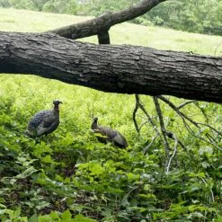 Avian-X Turkey Decoy LCD Lookout Hen AVX8006 -Hunting Supply Store AvianX 08006 Avian X Turkey Decoy LCD Lookout Hen AVX8006 Pic