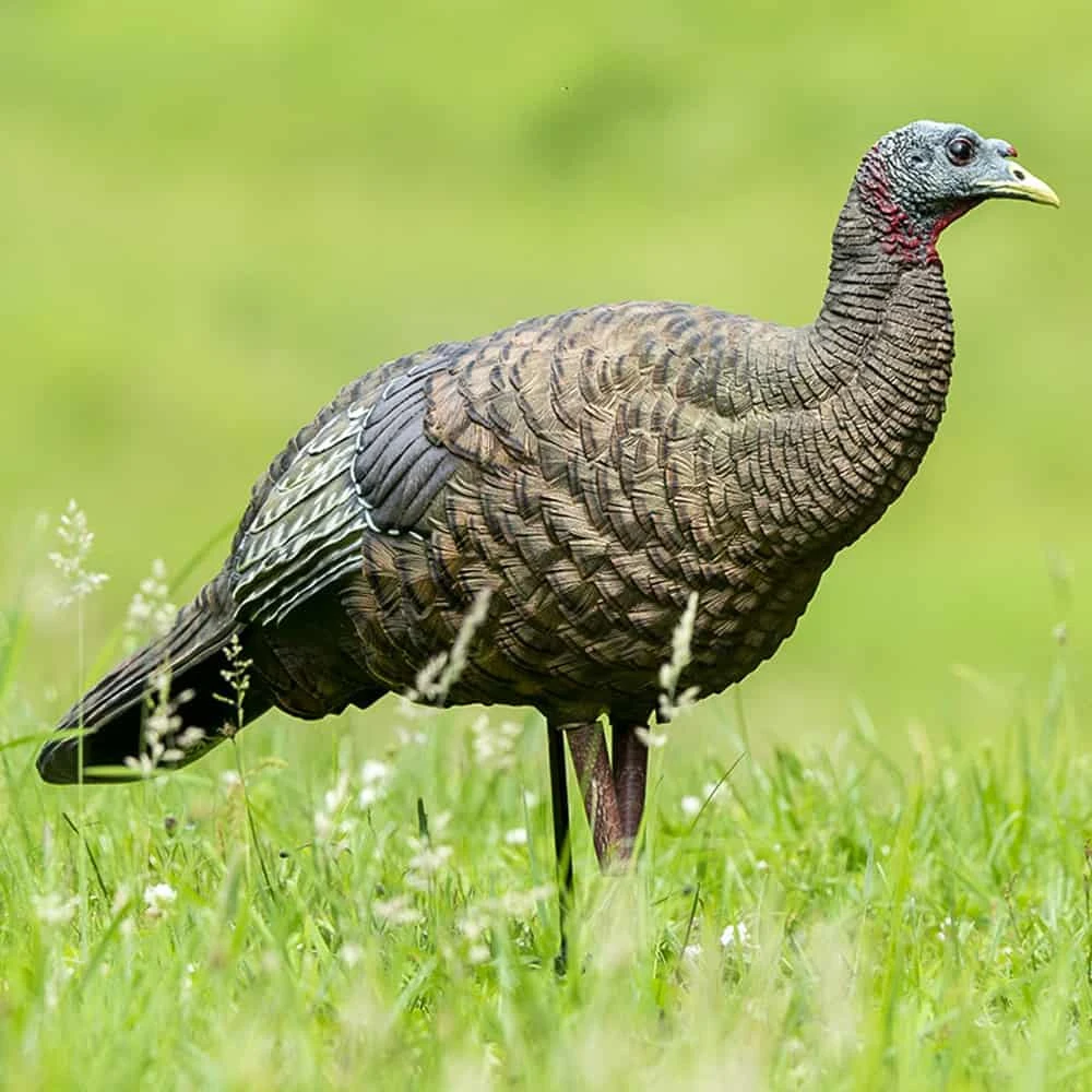 Avian-X Turkey Decoy LCD Breeder Hen AVX8008 5 Avian-X Turkey Decoy LCD Breeder Hen AVX8008 - Image 3