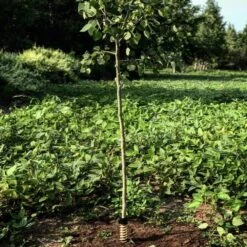 Hodag Licking Stick AllSeason Scent 8 Oz Bottle -Hunting Supply Store Hodag Hodag Licking Stick with Tree 2 1