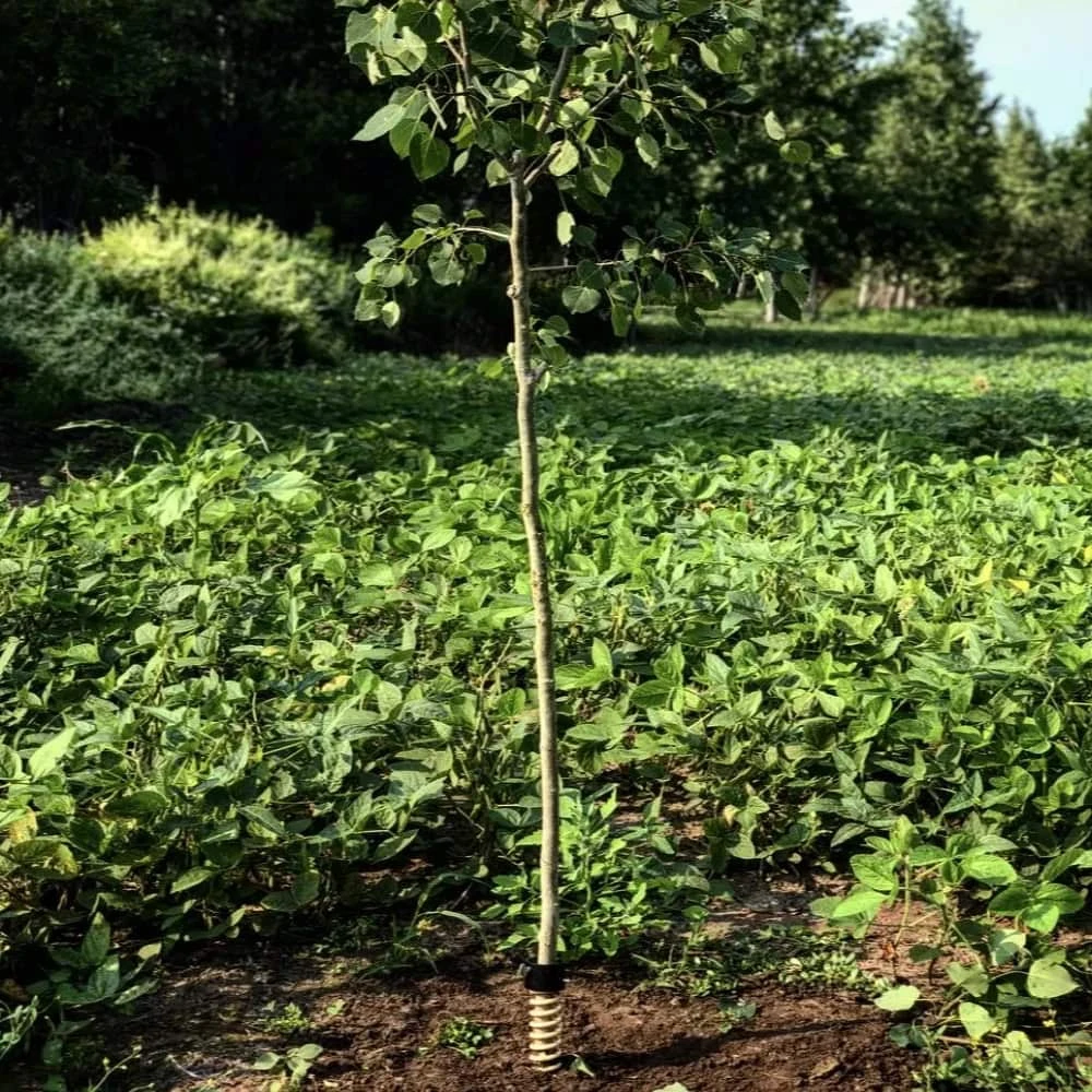 Hodag Licking Stick FlexPlate Base 5 Hodag Licking Stick FlexPlate Base - Image 3