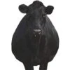 Montana Decoy Company Bessie Moo Cow 0081 -Hunting Supply Store Montana 00081 Montana Decoy Bessie Moo Cow Black 0081